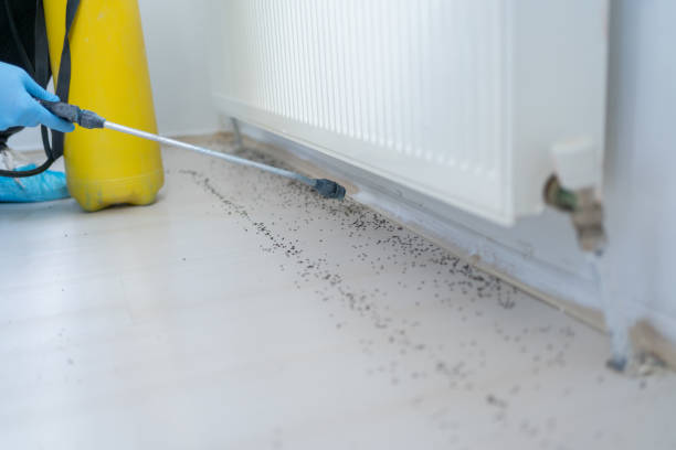 Best Affordable Pest Control Services  in Hayesville, OR