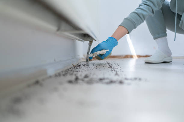 Best Local Pest Control Services  in Hayesville, OR